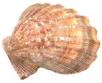 Lion Paw Shell - 5 to 6" Long, Each